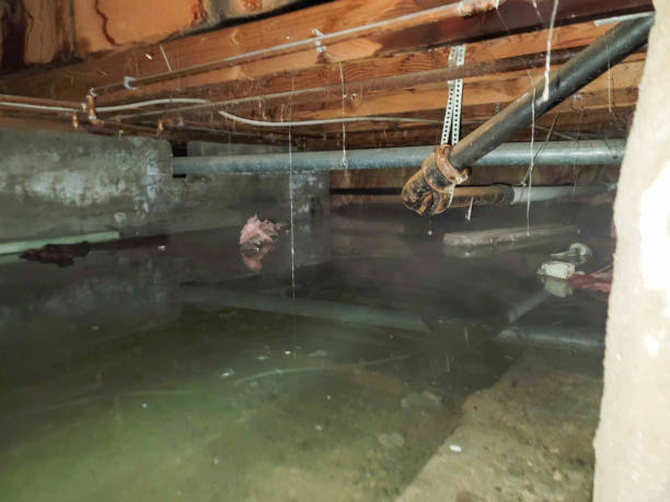Best Local water damage restoration  in Choctaw Lake, OH